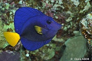 Zebrasoma xanthurum Chirurgien bleu a queue jaune-St Johns Shaab Marsa-7m-20121021-Denis-ADER-DSC_2262_tn